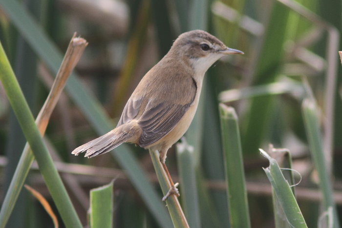 Paddyfield Warbler, Acrocephalus agricola