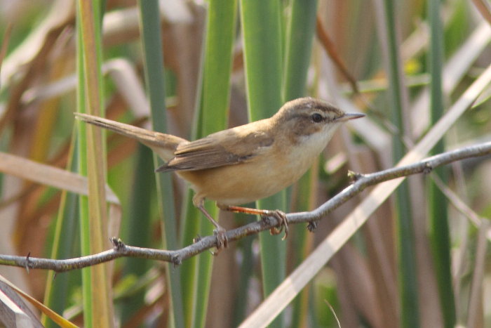 Paddyfield Warbler, Acrocephalus agricola