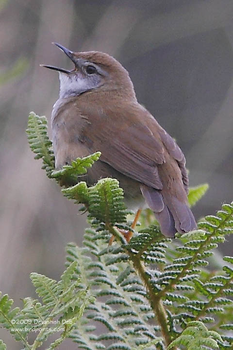 Spotted Bush Warbler, Adult