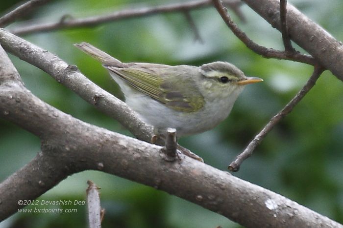 Western Crowned Warbler, Phylloscopus occipitalis
