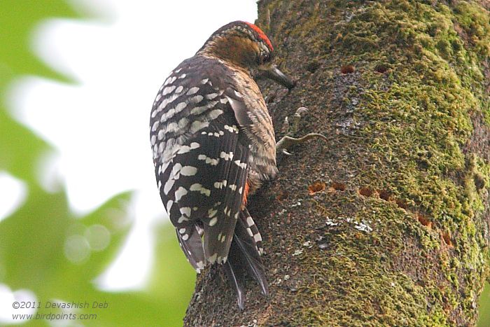 Fulvous-breasted Woodpecker, Dendrocopos macei westermani