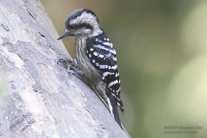 Grey-capped Pygmy Woodpecker, Dendrocopos canicapillus mitchelli, female