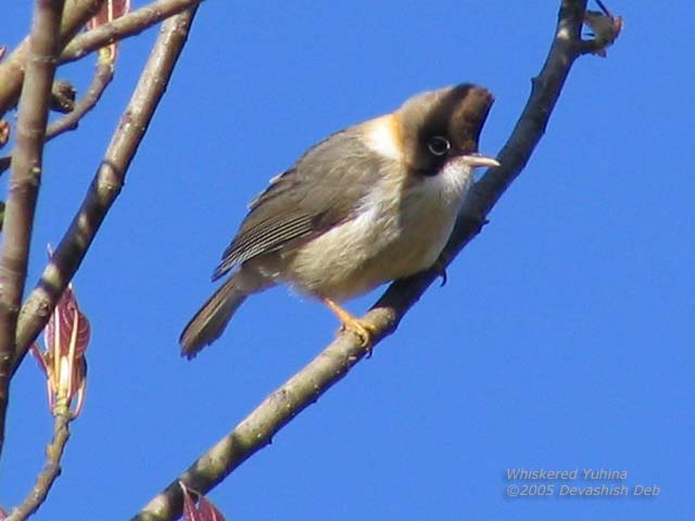 Whiskered Yuhina, Yuhina flavicollis albicollis